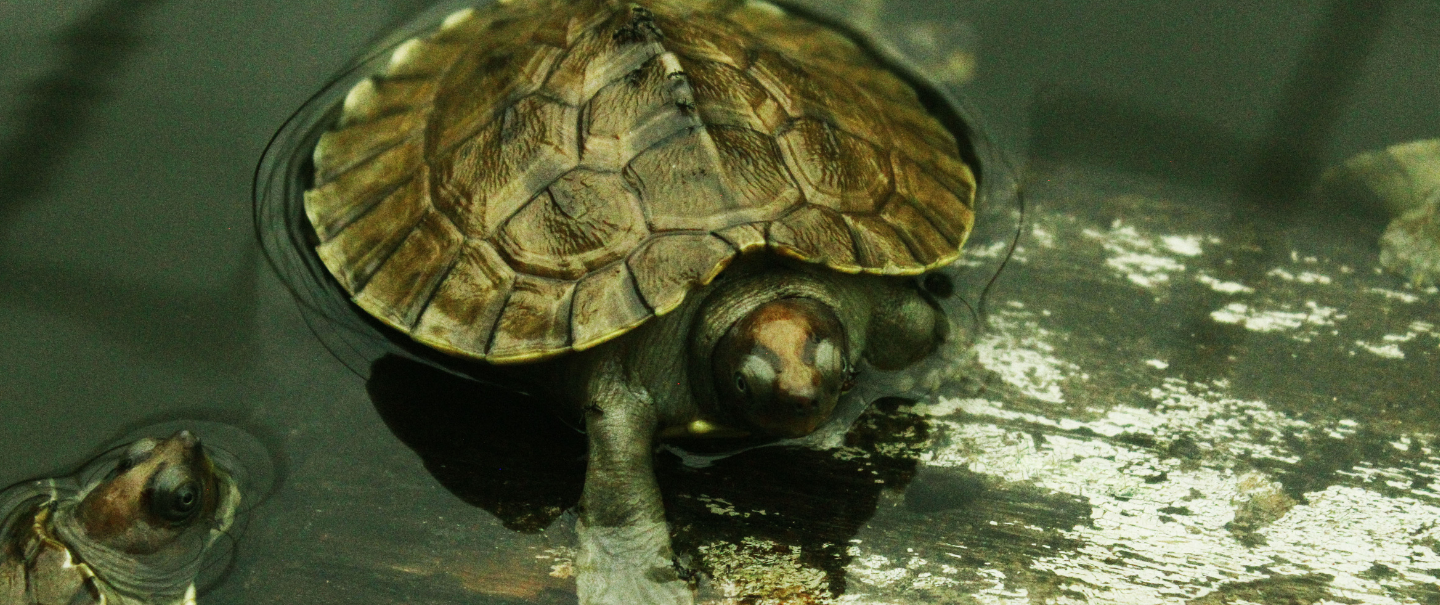 Slider Image 30