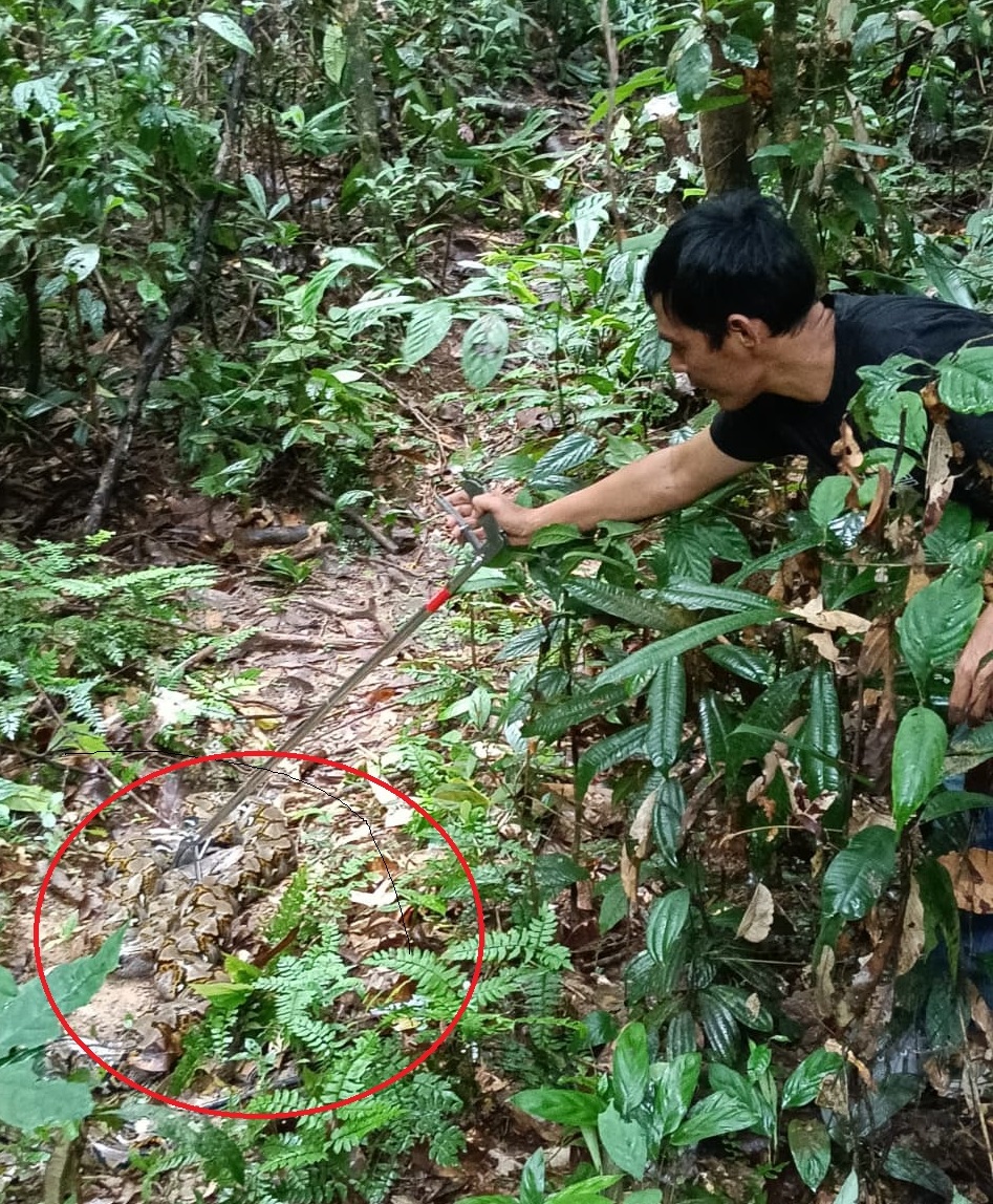Pelepasliaran Ular Sanca Batik di Aras Napal: Komitmen Bersama Lestarikan Satwa Liar