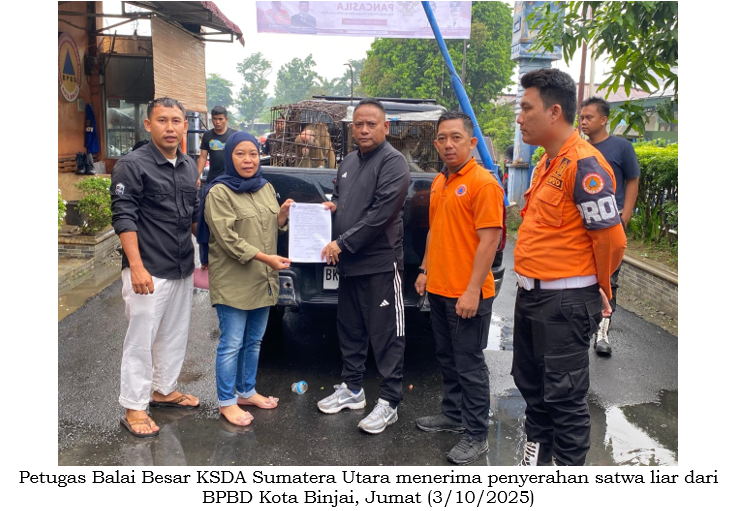 Balai Besar KSDA Sumatera Utara bersama Lembaga Scorpion Indonesia Evakuasi Satwa Liar di Medan dan Binjai