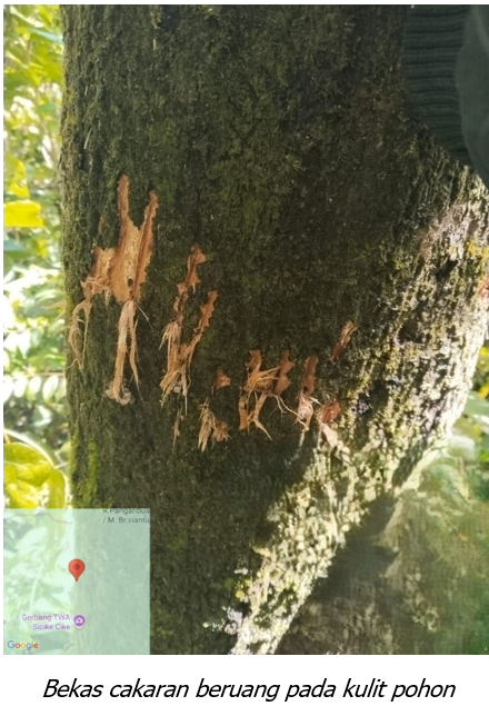 Beruang Madu Muncul, Petugas Lakukan Mitigasi