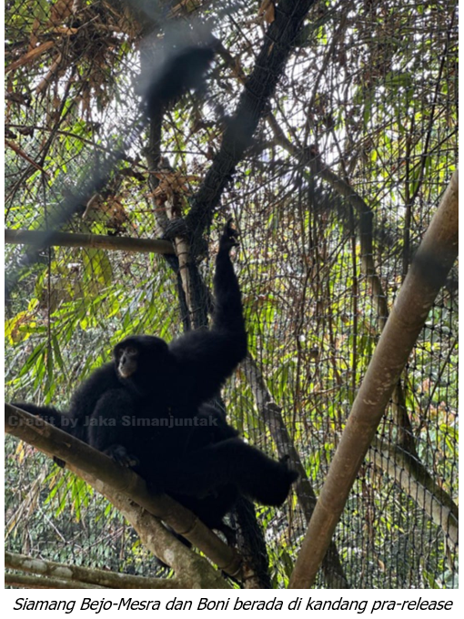 Langkah Awal Kehidupan Baru Tiga Siamang yang Dilepasliarkan di Kawasan Restorasi Cinta Raja III