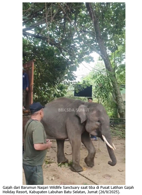 BBKSDA Sumut Relokasi 7 Gajah dari BNWS, Pastikan Hidup Lebih Layak