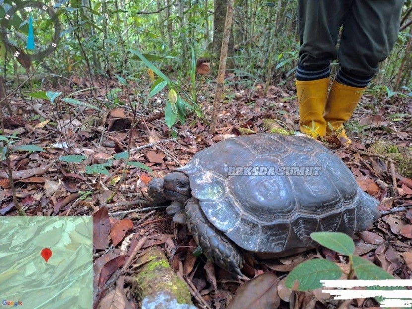 Laksanakan Patroli, Tim Temukan Kekayaan Hayati   Cagar Alam Dolok Sipirok