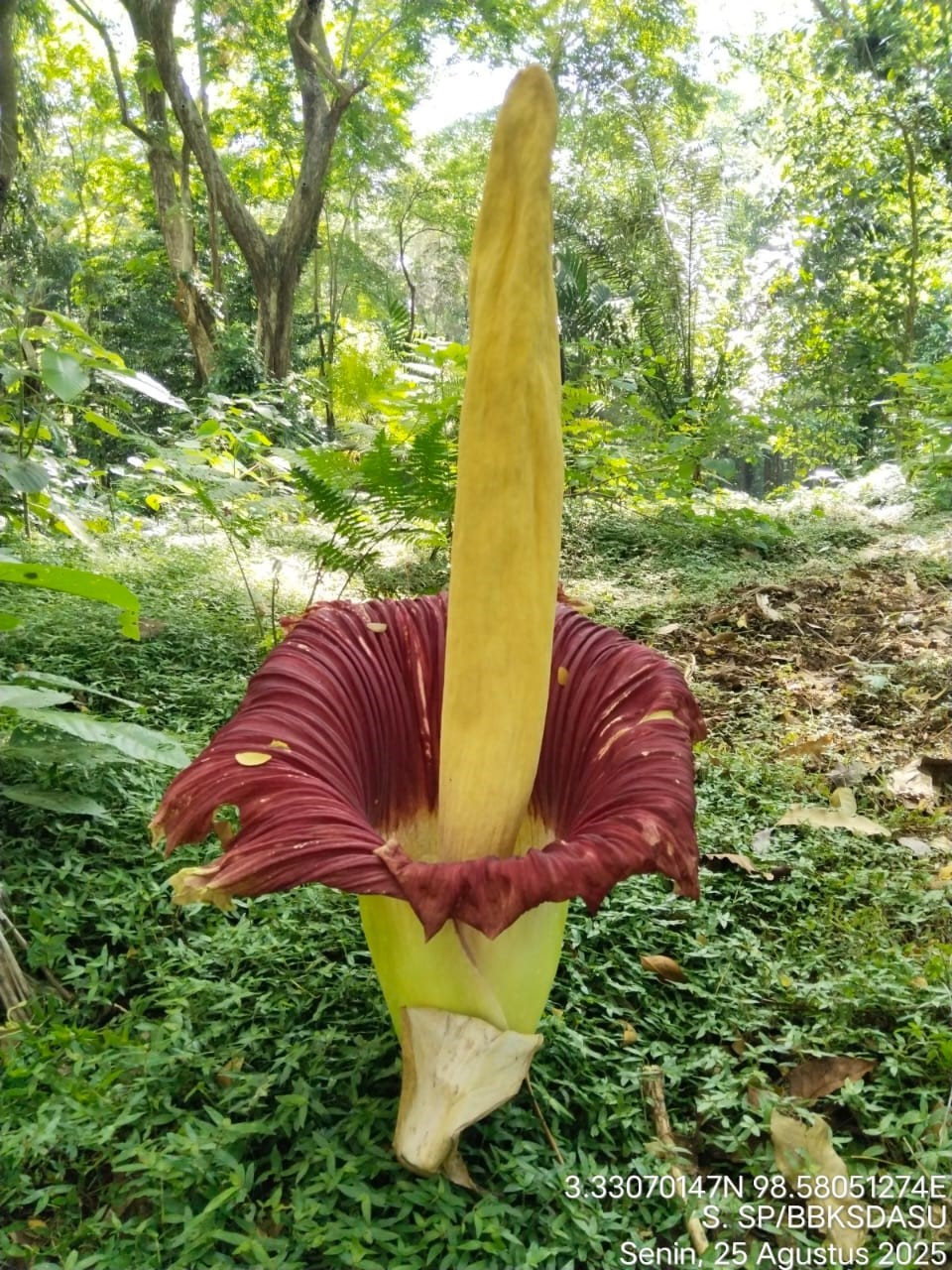 Untuk Kedua Kali Bunga Bangkai Mekar di TWA Sibolangit