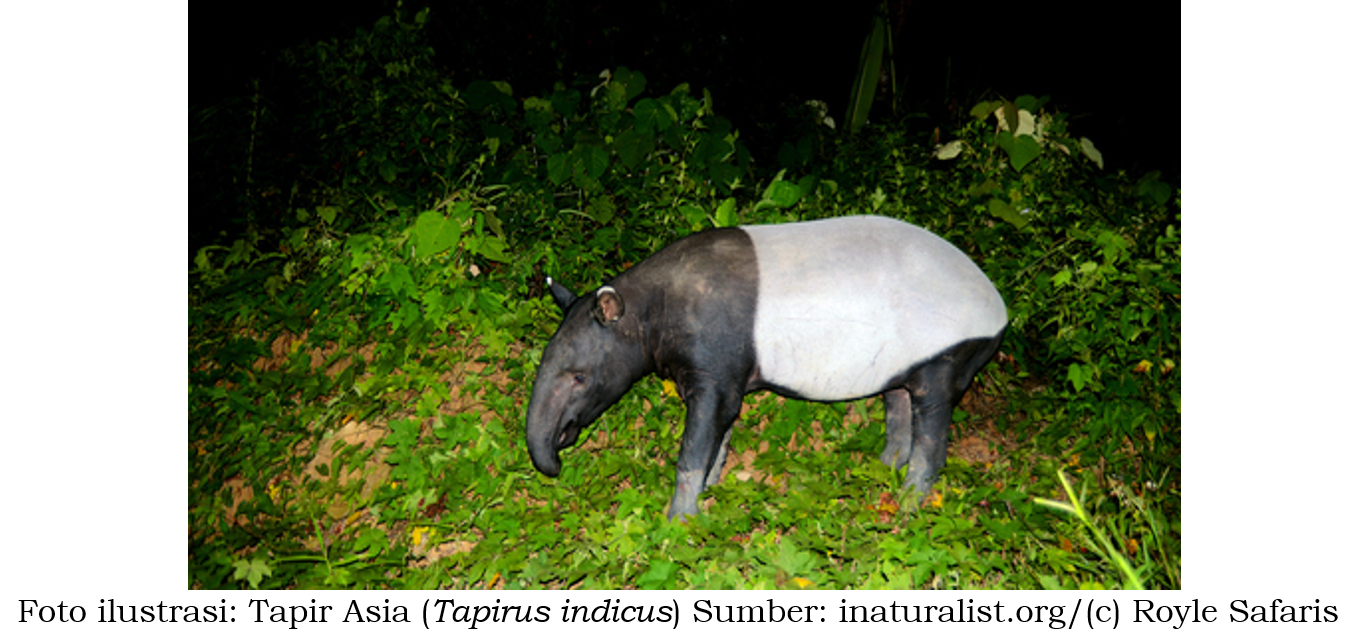 Jejak Misterius di Desa Anggoli Ternyata Tapir, Bukan Harimau