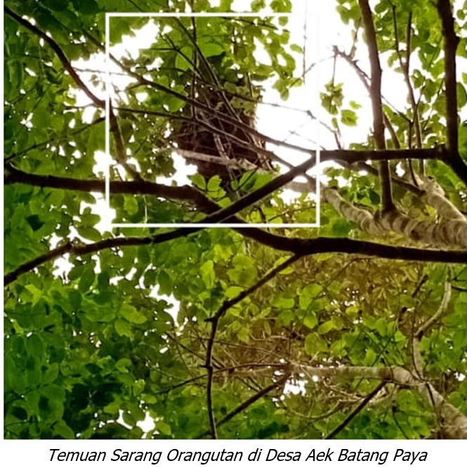 Monitoring Populasi Orangutan Terisolasi sebagai Strategi Mitigasi Interaksi Negatif Manusia–Satwa di Tapanuli Selatan