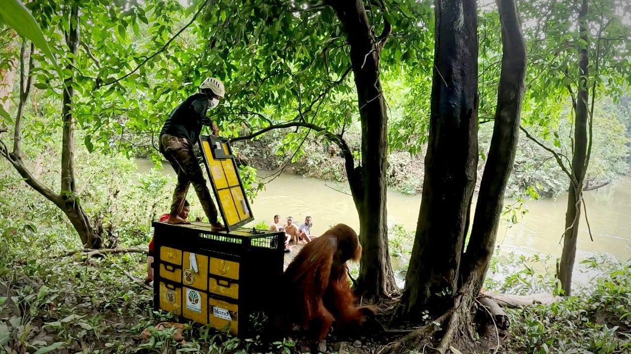 Respon Cepat: Tim Gabungan Berhasil Selamatkan Orangutan Jantan di Desa Karya Jadi Kabupaten Langkat