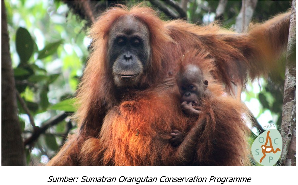 Suara Dari Batang Toru :  Orangutan Tapanuli Diambang Punah