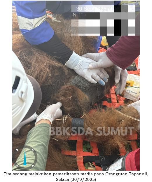 Upaya Kolaboratif Penyelamatan Orangutan Tapanuli oleh BBKSDA Sumut dan Mitra di Arse