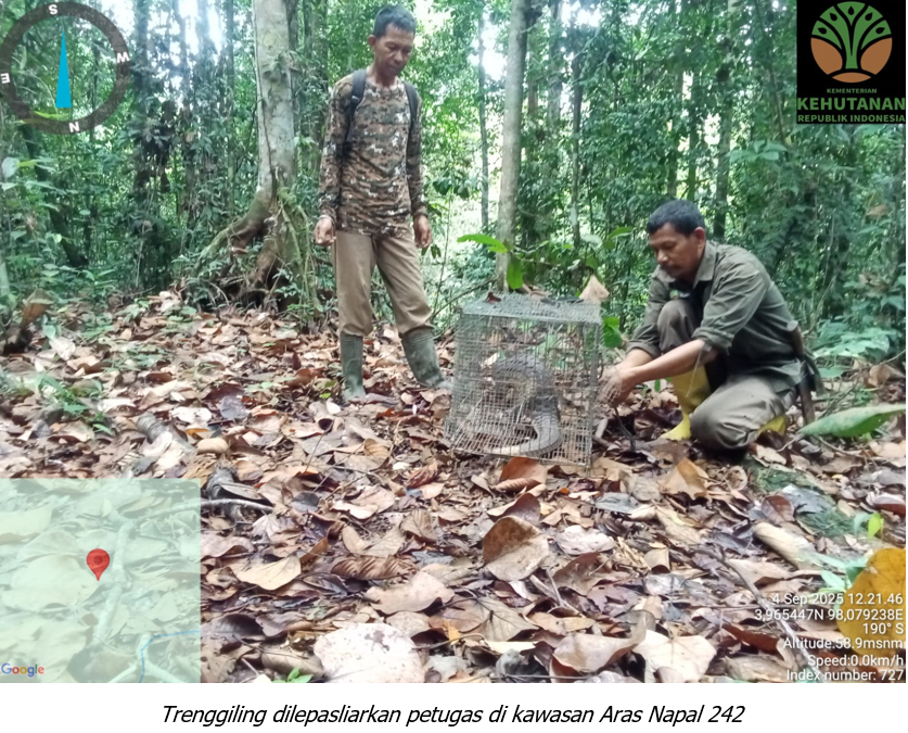 Trenggiling Penyerahan Warga Dilepasliarkan