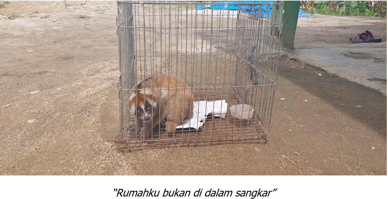 Biarkan Kukang Hidup di Rumahnya