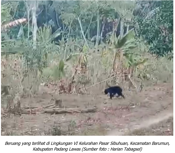 Beruang Muncul, Warga Resah