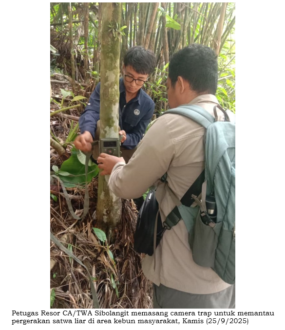 BBKSDA Sumatera Utara Gerak Cepat Tanggapi Laporan Keberadaan Harimau Sumatera di Deli Serdang