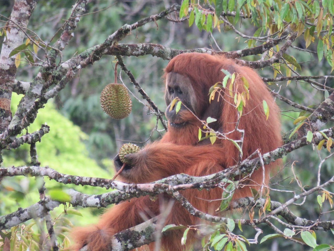 Save Orangutan,Ojo Kendor