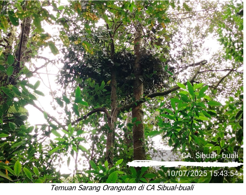 Menjaga Rumah Orangutan: SMART Patrol di Cagar Alam Dolok Sibual-Buali