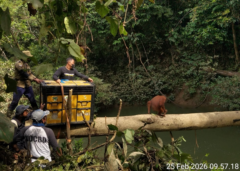 Orangutan Sumatera Dievakuasi dan Dilepasliarkan  di Kabupaten Langkat