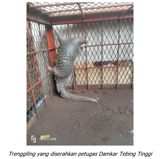 Dinas Damkar Tebing Tinggi Serahkan Trenggiling dan Monyet Ekor Panjang Ke Petugas
